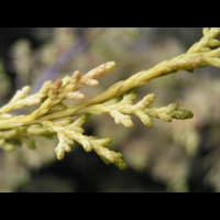 Juniperus chinensis cv Aurea (fam Cupressacees) (6)